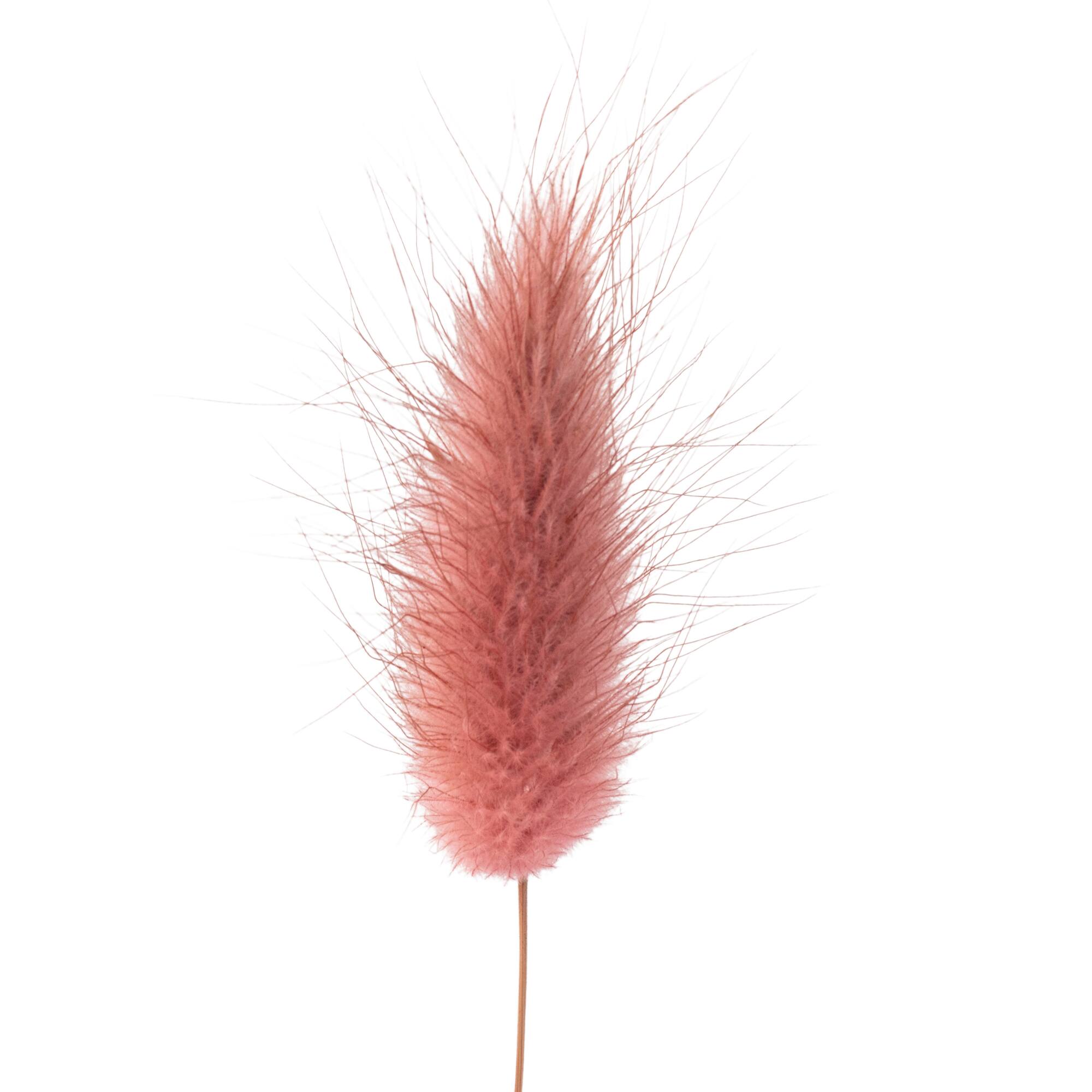 8 Pack: Mauve Lagurus Bundle by Ashland®